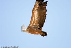 Mönchsgeier (6 von 9).jpg